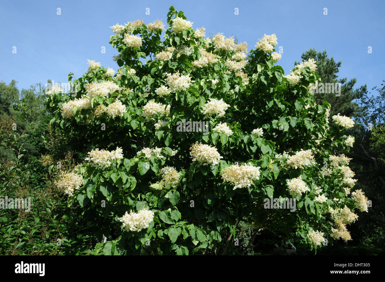 Japanese tree lilac Stock Photo - Alamy