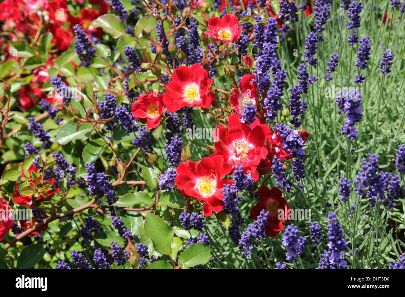 Ground cover rose Stock Photo Alamy