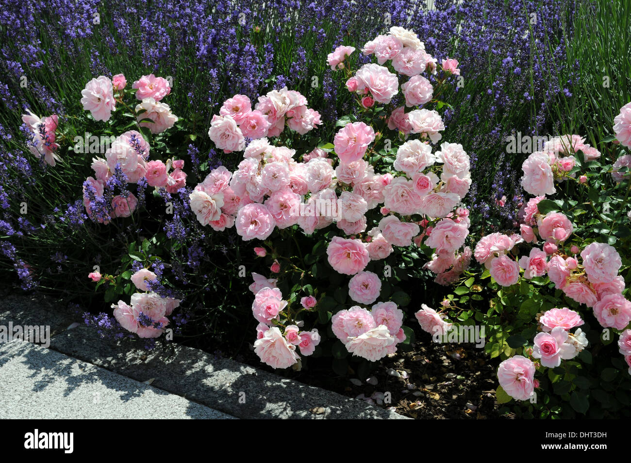 Ground cover rose Stock Photo Alamy