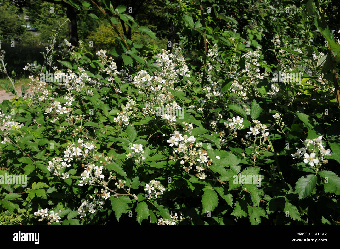 Brombeere Blute Frucht Stock Photos Brombeere Blute Frucht Stock