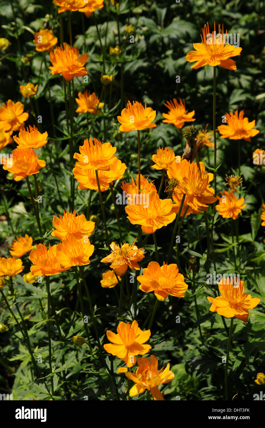 Chinesische trollblume High Resolution Stock Photography and Images Alamy