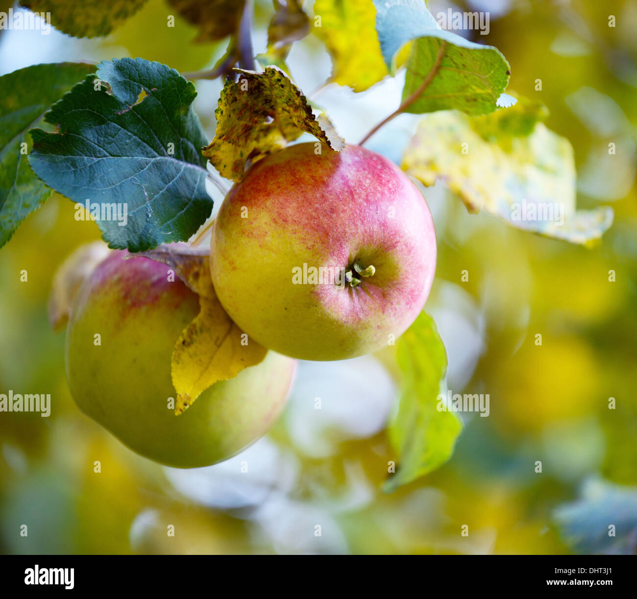 Apples hanging on tree Stock Photo - Alamy