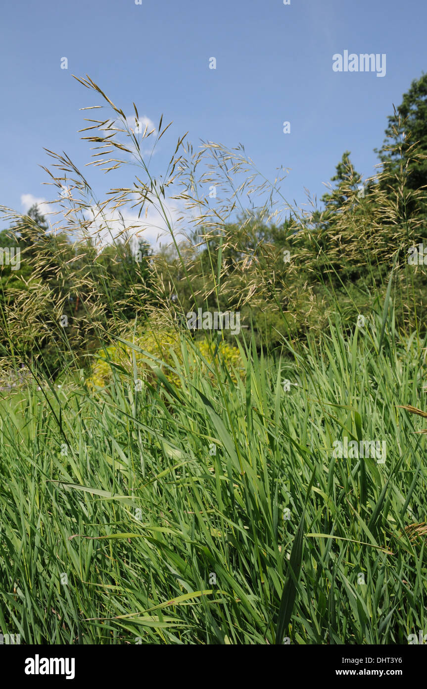 Brome Grass High Resolution Stock Photography and Images Alamy