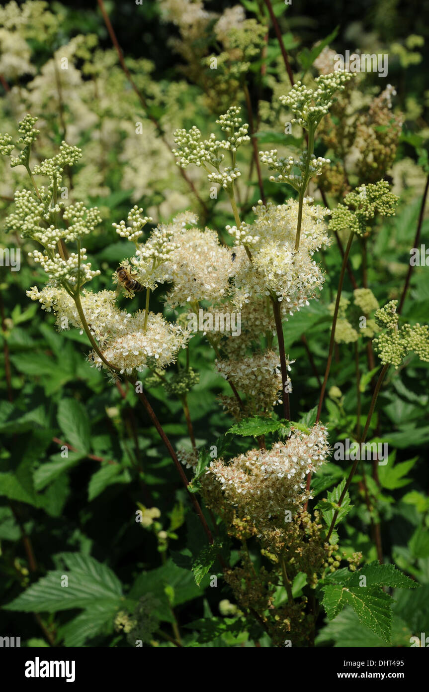 Meadow queen Stock Photo