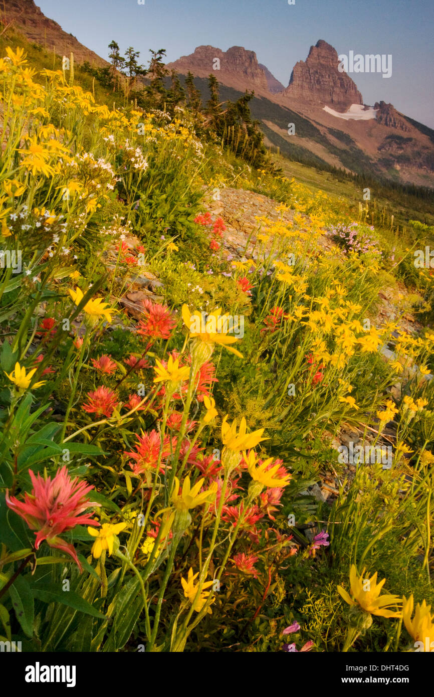 Flowers in bloom in Granite Park below The Garden Wall in Glacier