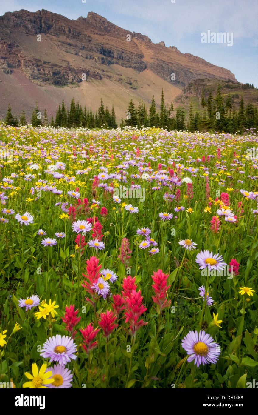 meadows of flowers