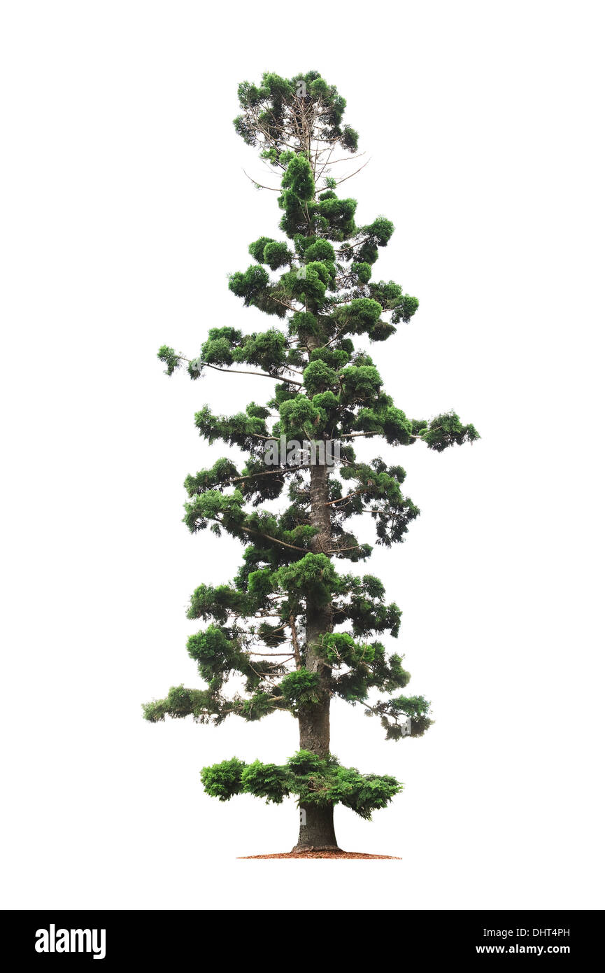 Green beautiful old and tall tree on white background Stock Photo