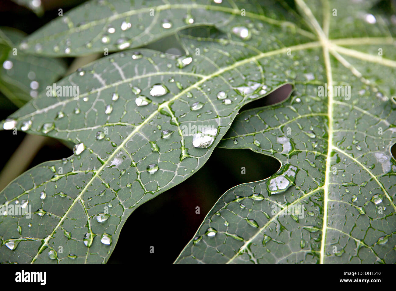Water drops on the leaves of papaya in the Orchard Stock Photo Alamy