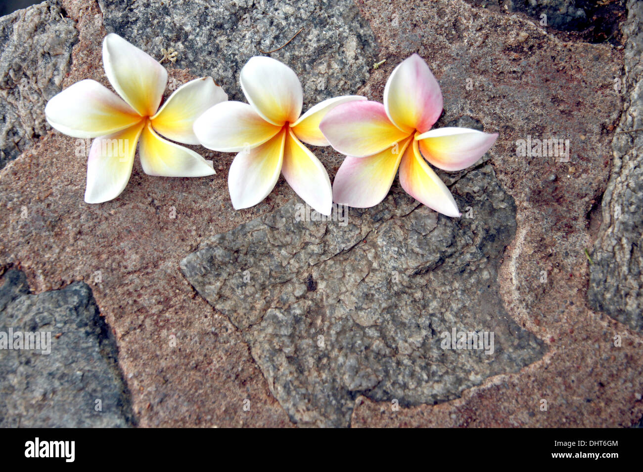 The Picture focus Frangipani flowers are yellowish white on stone Background. Stock Photo