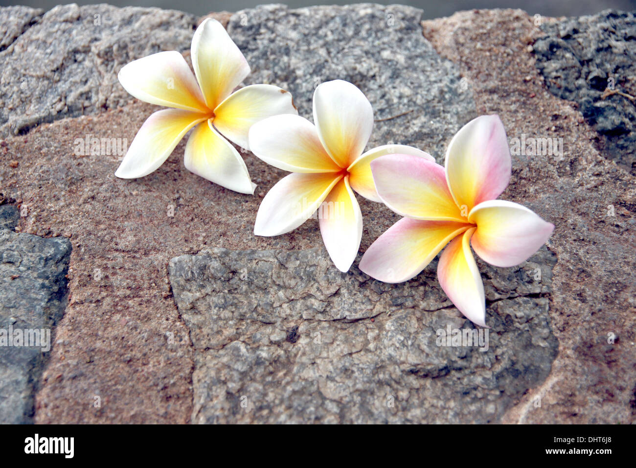 The Picture focus Frangipani flowers are yellowish white on stone Background. Stock Photo