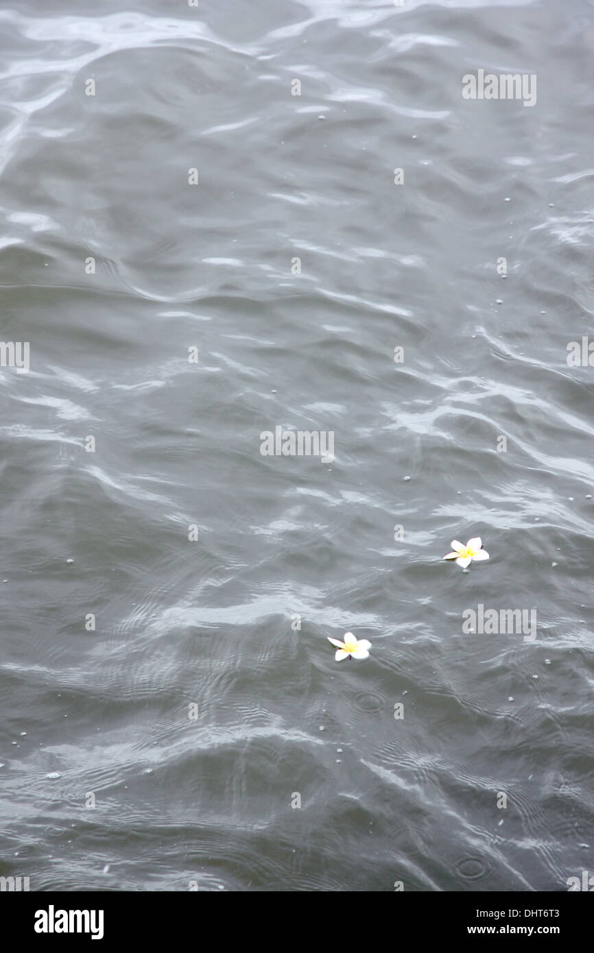 Picture focus Frangipani flowers in the top water. Stock Photo