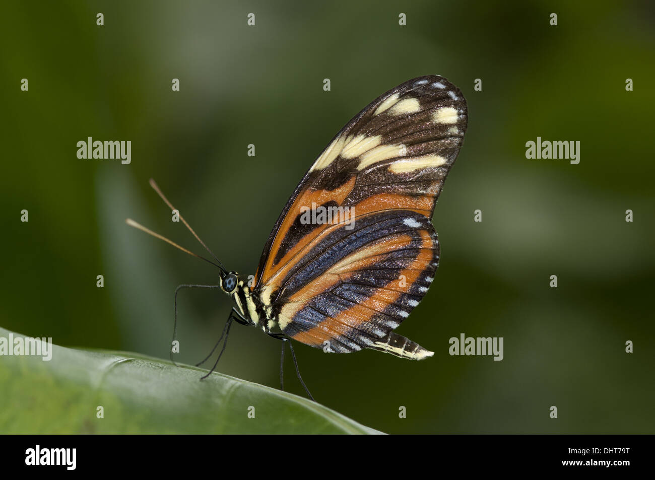 Tiger Heliconia butterfly Stock Photo