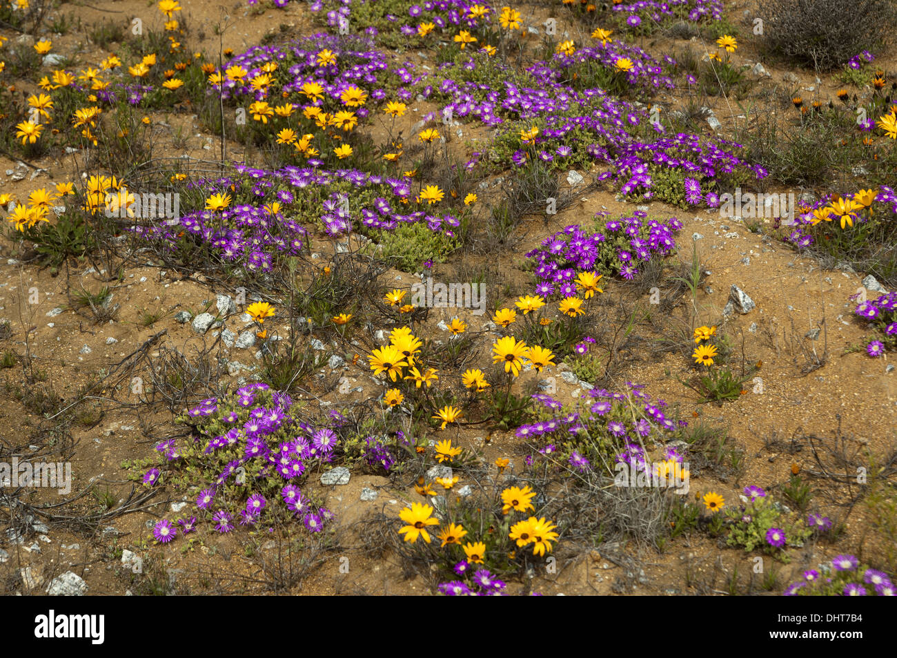 spring flowers in Namaqualand, South Africa Stock Photo