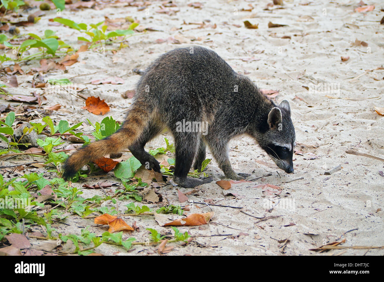 Raccoon on the beach in the national park of Cahuita, Caribbean, Costa Rica Stock Photo