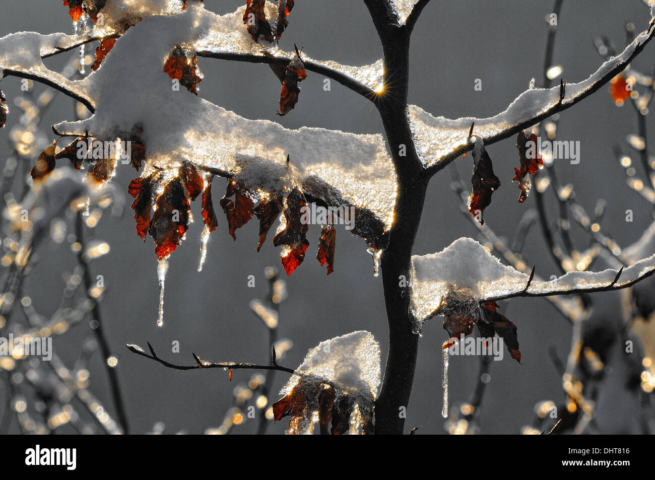 frozen on Beech tree Stock Photo