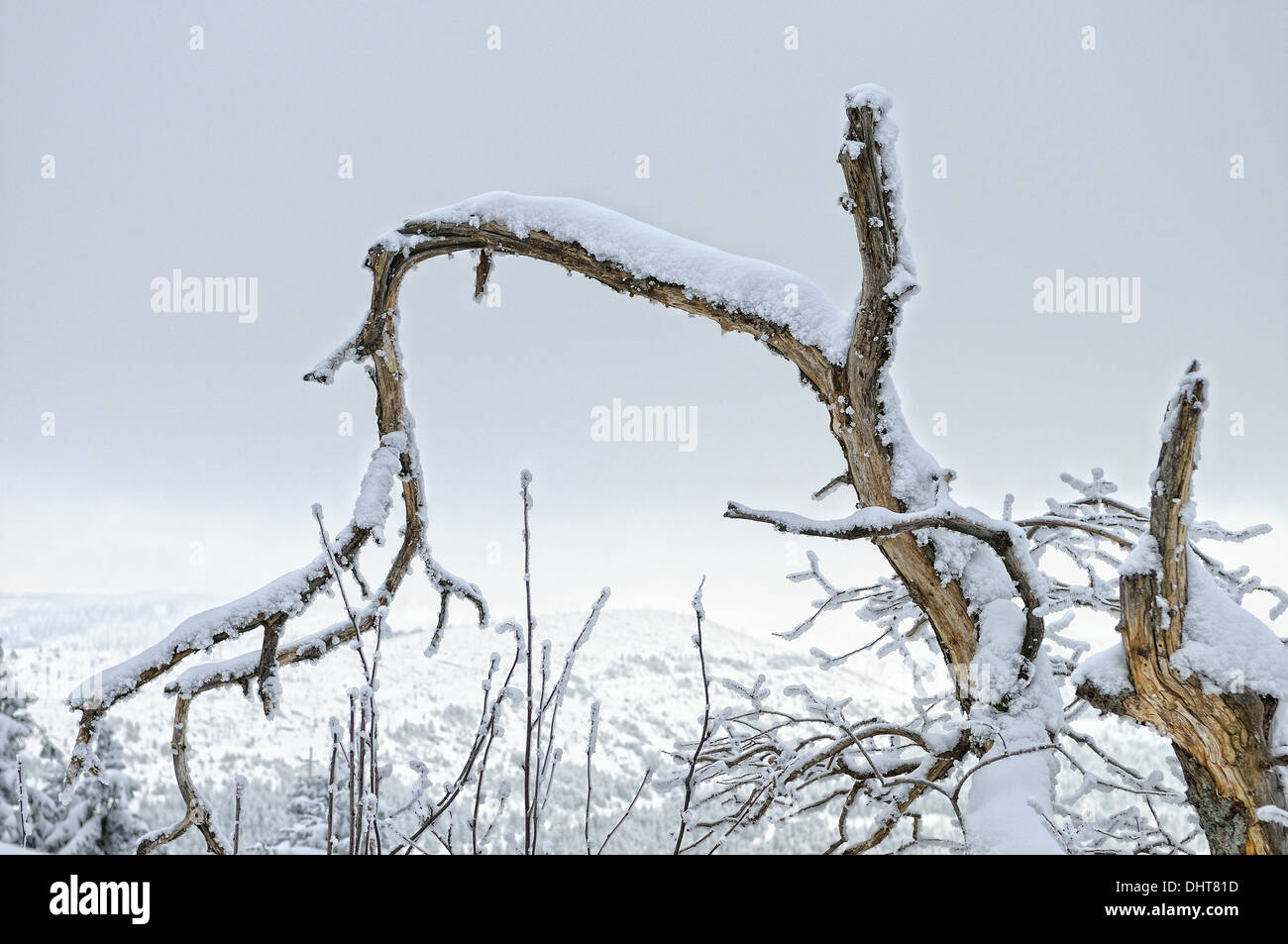 Winter Weather Snow in the woods Stock Photo