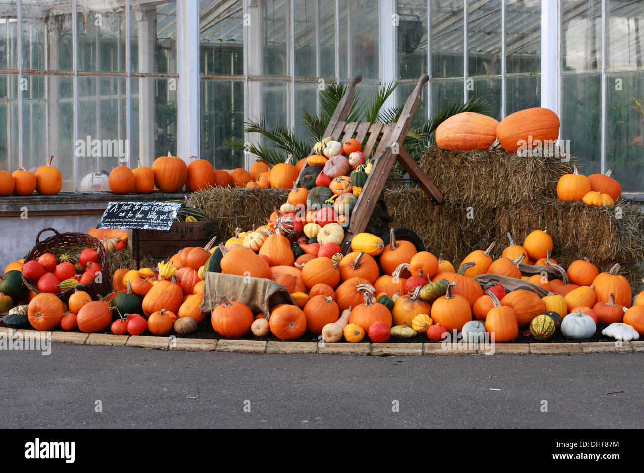 A Collection of Pumpkins and Squashes, Cucurbita pepo, Cucurbitaceae. Aka Summer Squash, Winter Squash. Stock Photo