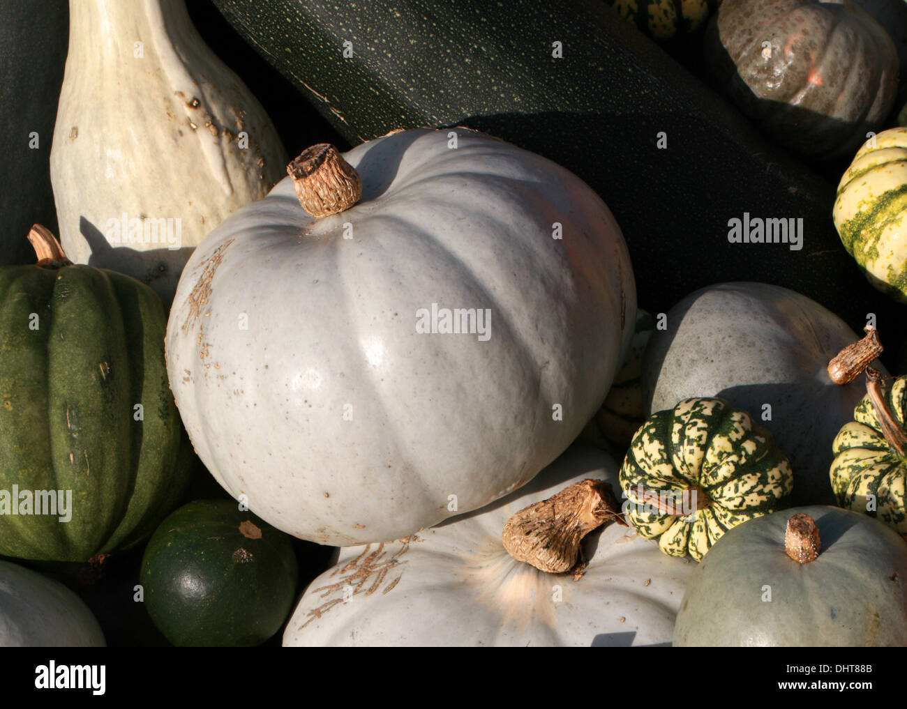 'Blue Ballet' Pumpkin, Cucurbita pepo, Cucurbitaceae. Aka Squash, Winter Squash, Summer Squash, Gooligan Stock Photo