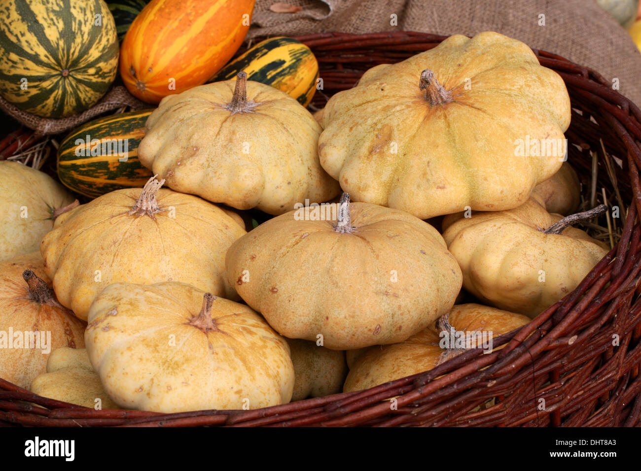 Cream Scallop Pumpkins, Cucurbita pepo var. clypeata, Cucurbitaceae. Vegetable Marrows, Cucurbita pepo var. fastigata. Stock Photo
