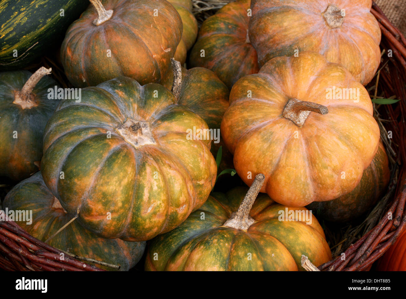 Pumpkin Squash, Cucurbita pepo, Cucurbitaceae. Aka Summer Squash, Winter Squash. Stock Photo