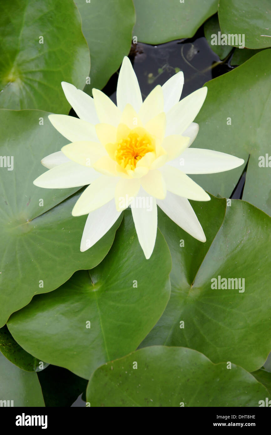 Yellowish white Lotus in the pool and green leaves surrounding. Stock Photo