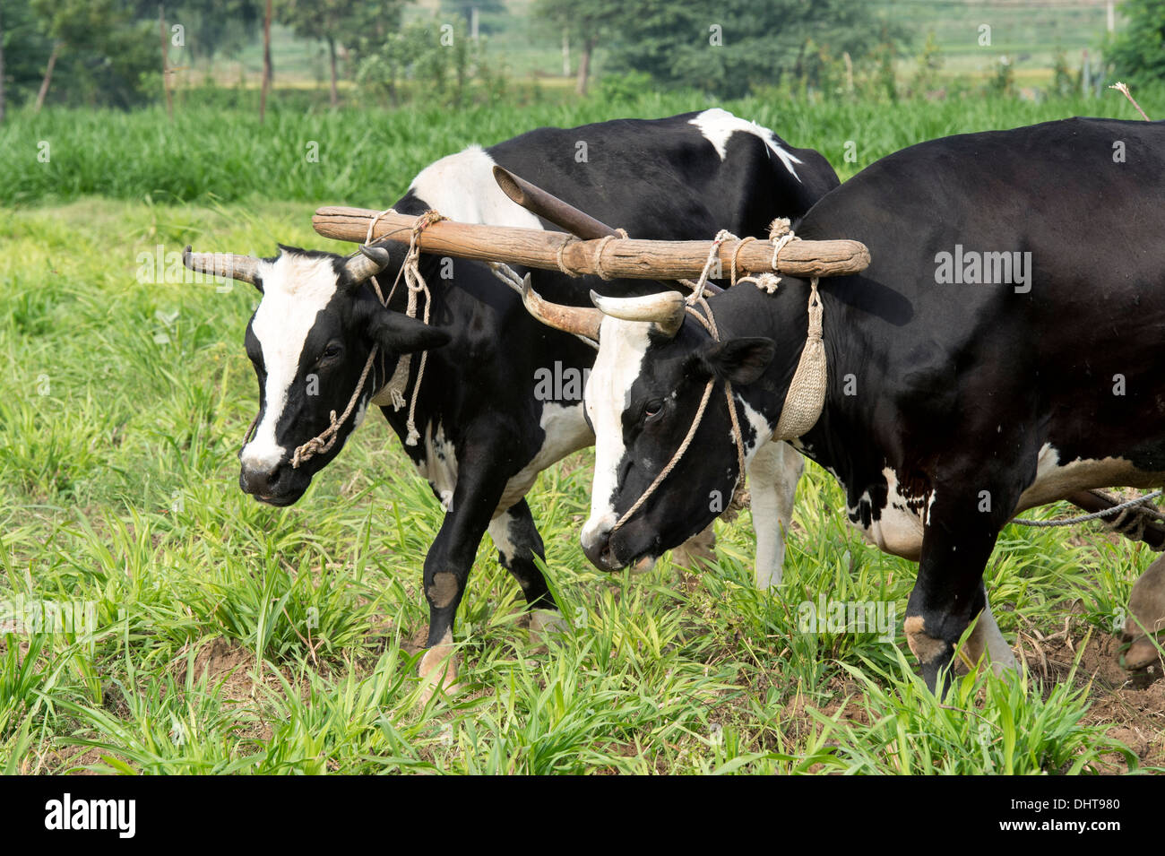 Indian farmer ploughing with bulls using a wooden yoke in the rural indian countryside. Andhra Pradesh, India Stock Photo