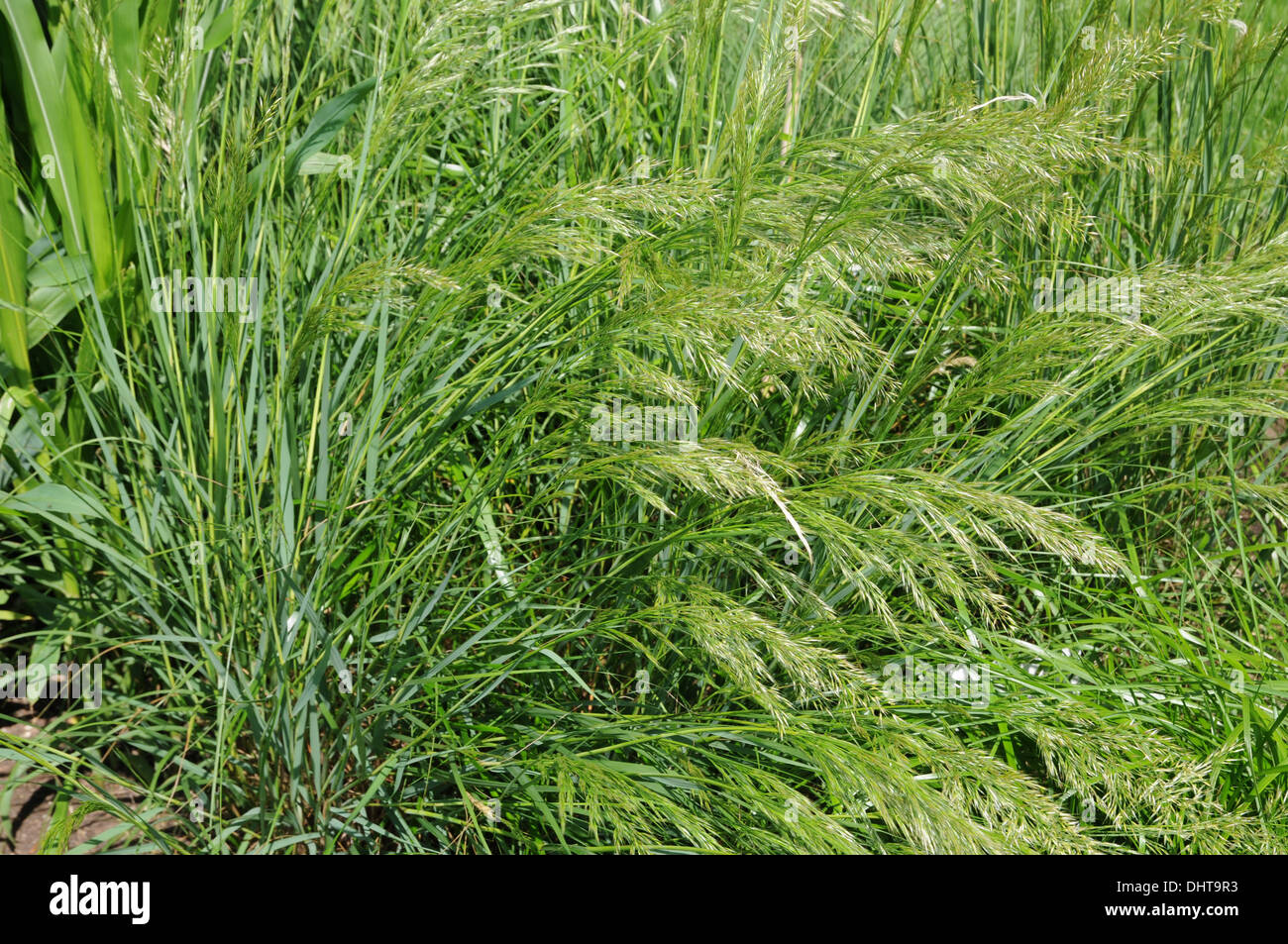 Spike grass Stock Photo