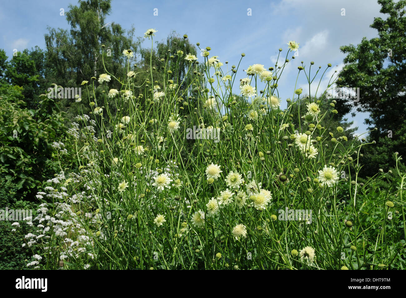 Tatarian cephalaria Stock Photo