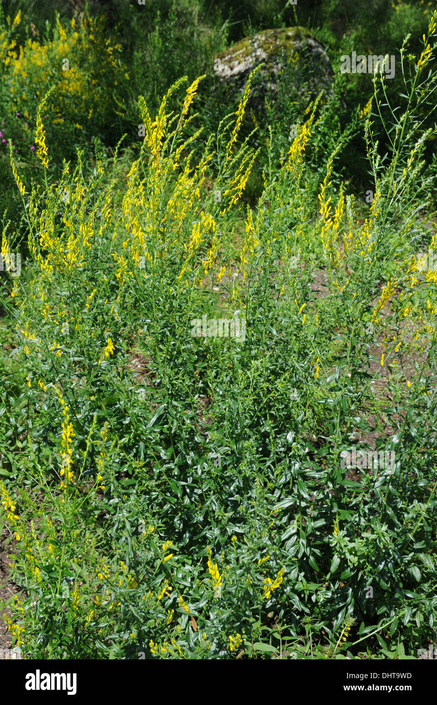 Broom Stock Photo