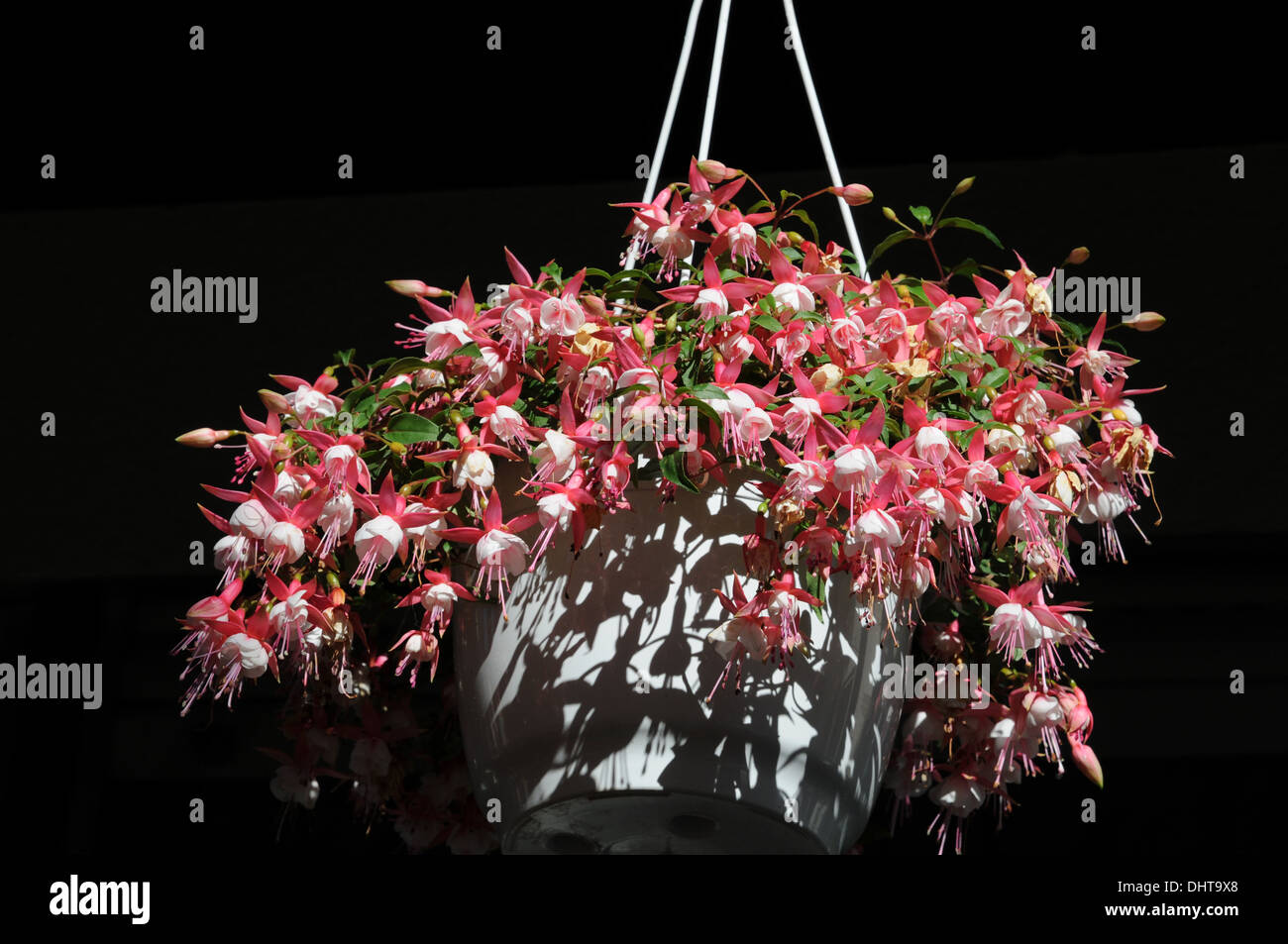 Fuchsia hanging basket hires stock photography and images Alamy