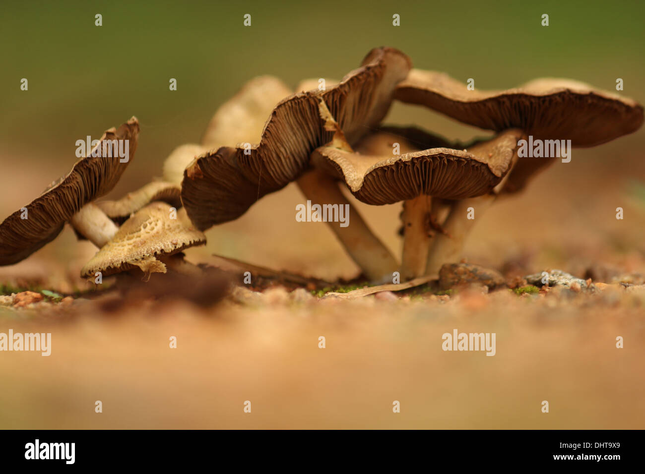 Bunch of mushroom side and bottom view taken in India Stock Photo
