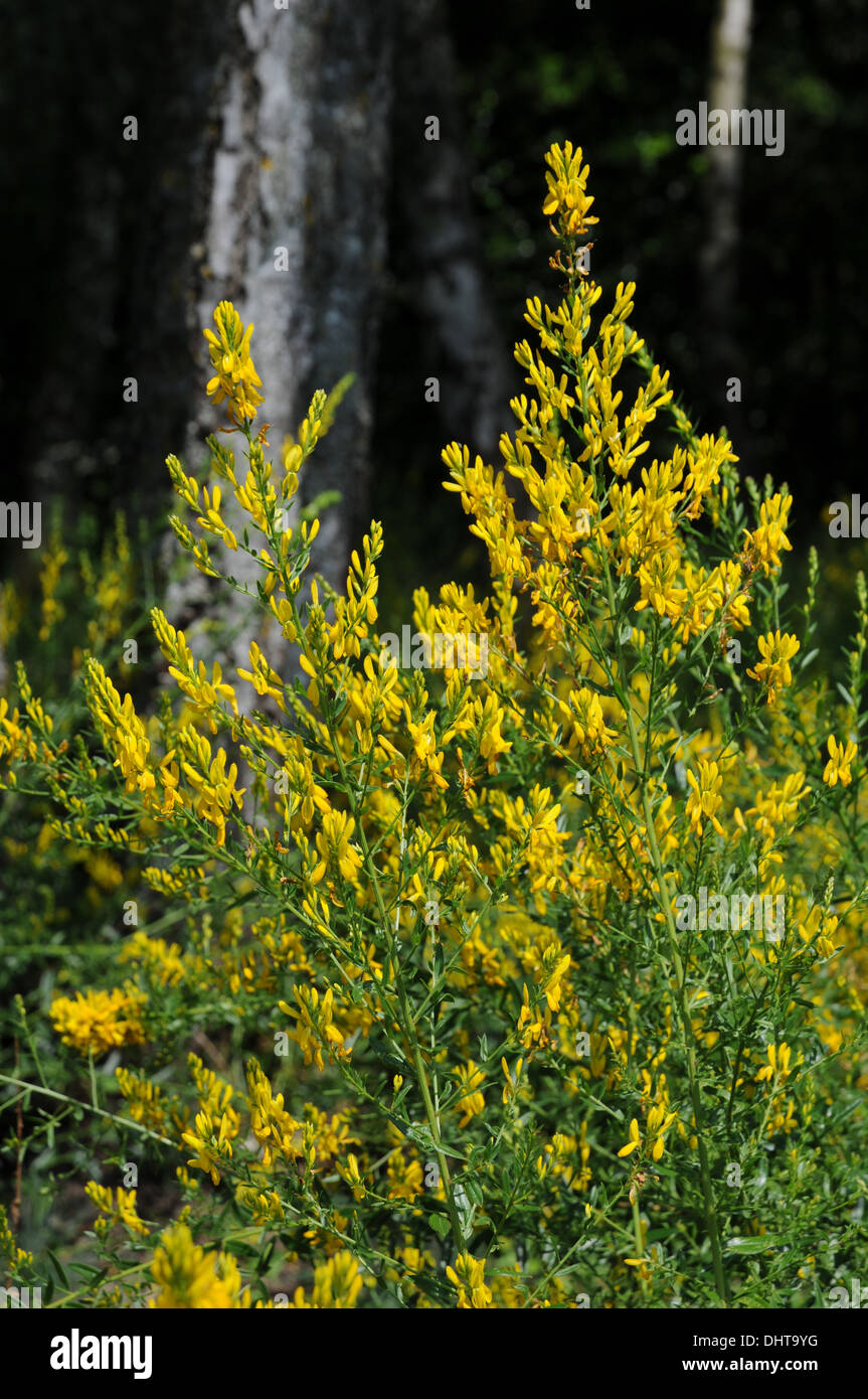 Broom Stock Photo