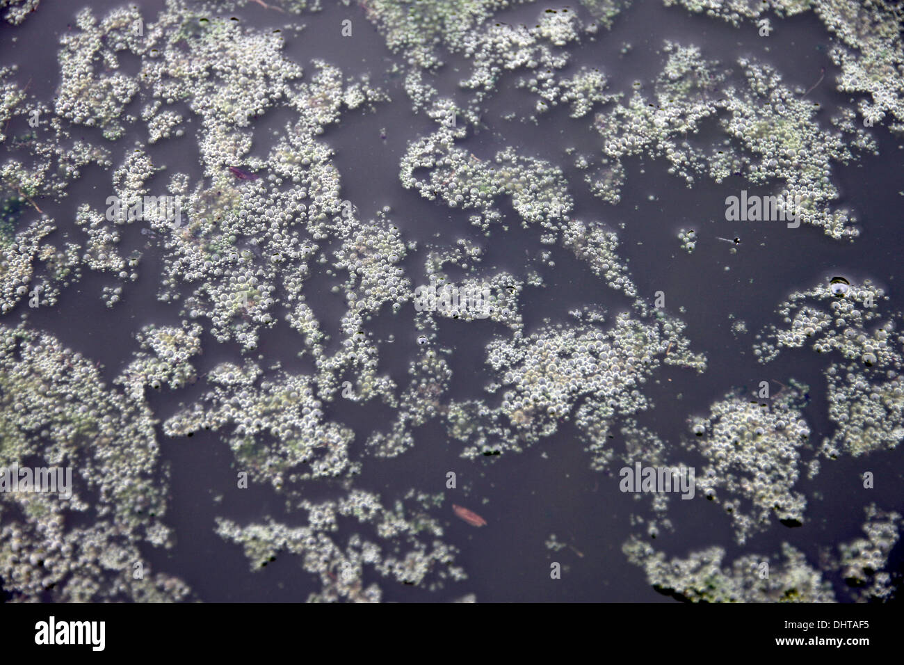 Sewage began to stink in the Wastewater treatment pond. Stock Photo