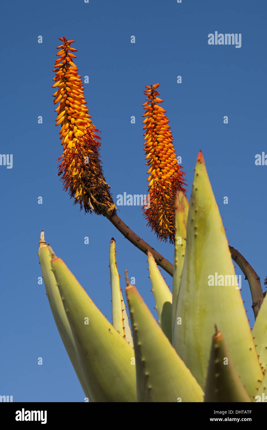 Cape Aloe, South Africa Stock Photo