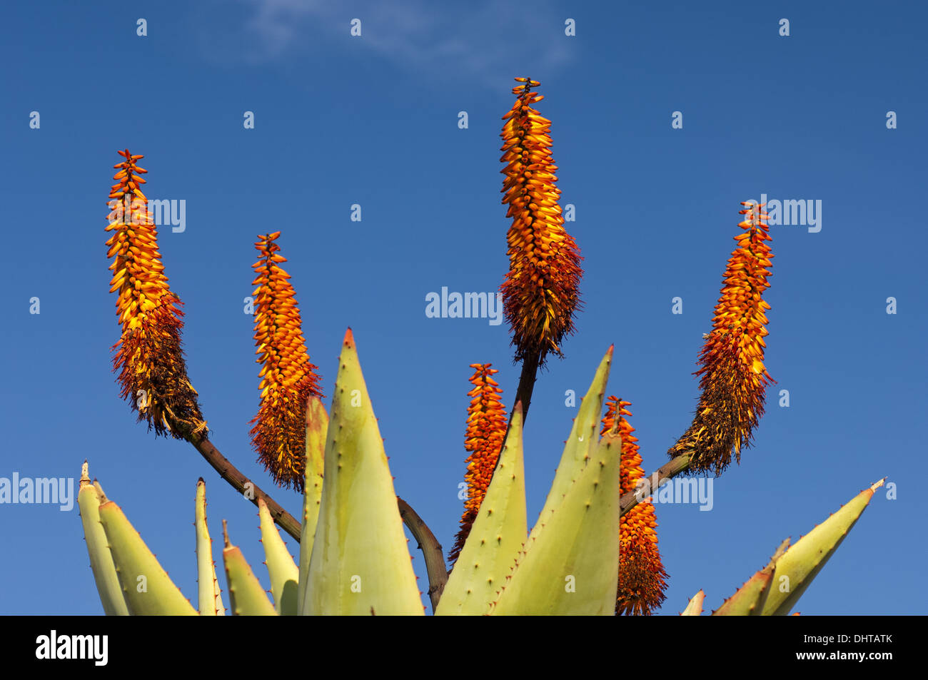 Cape Aloe, South Africa Stock Photo