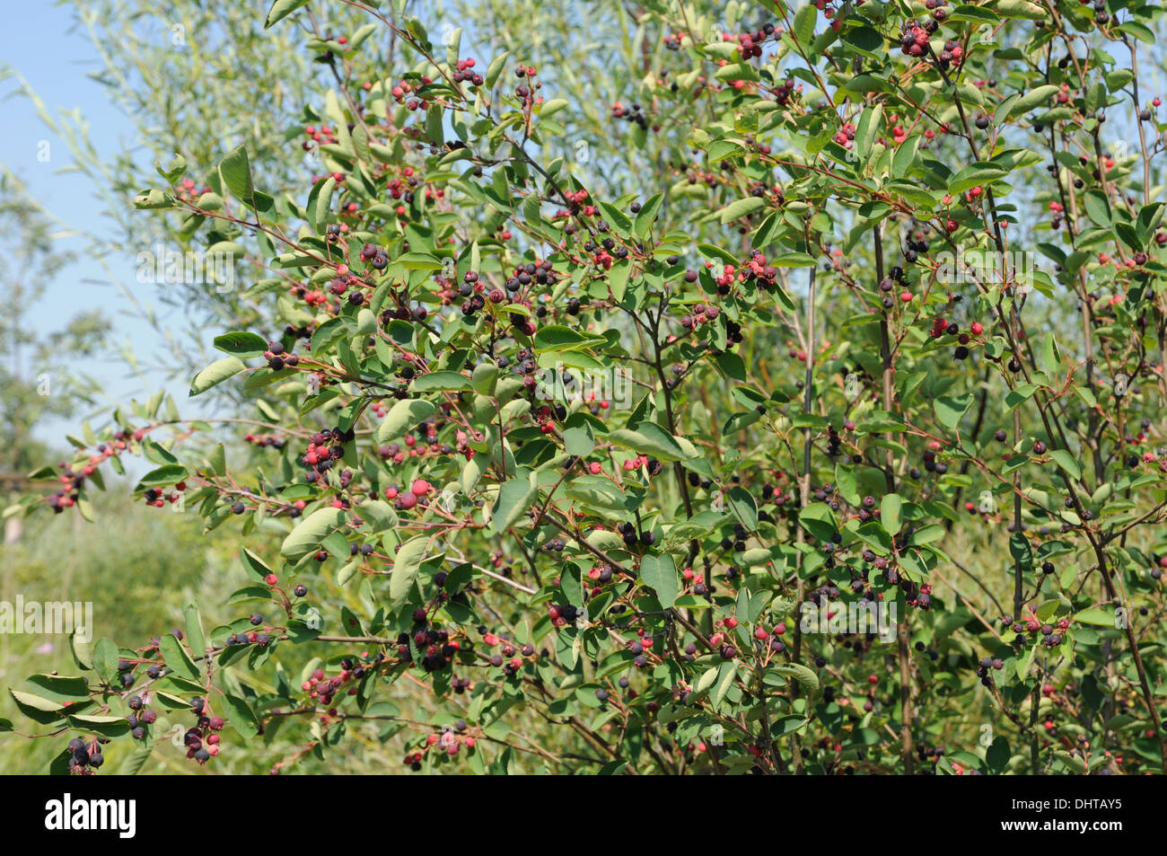 Juneberry shrub hi-res stock photography and images - Alamy