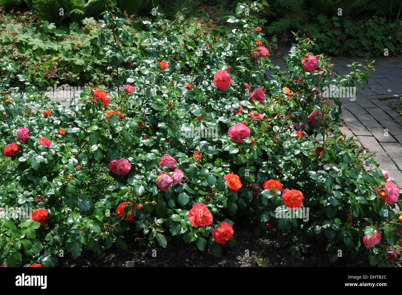 Hybrid-roses Stock Photo