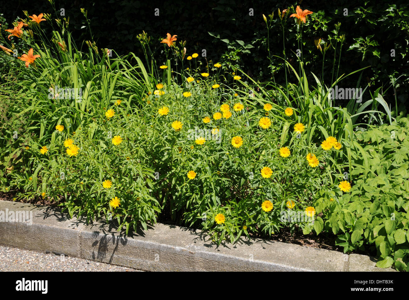 Oxeye daisies Stock Photo