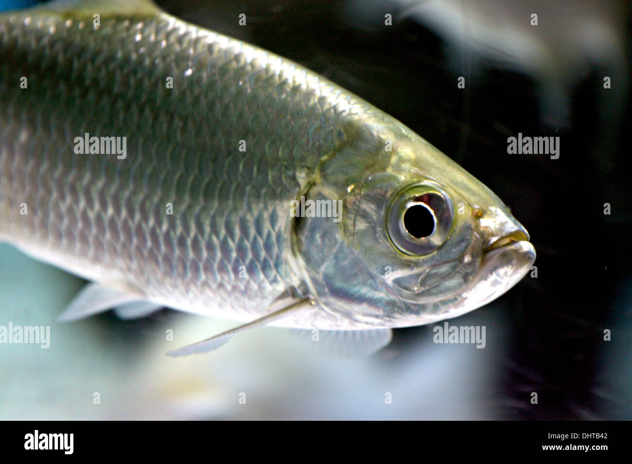The Picture Focus Atlantic tarpon in Aquarium Fish. Stock Photo