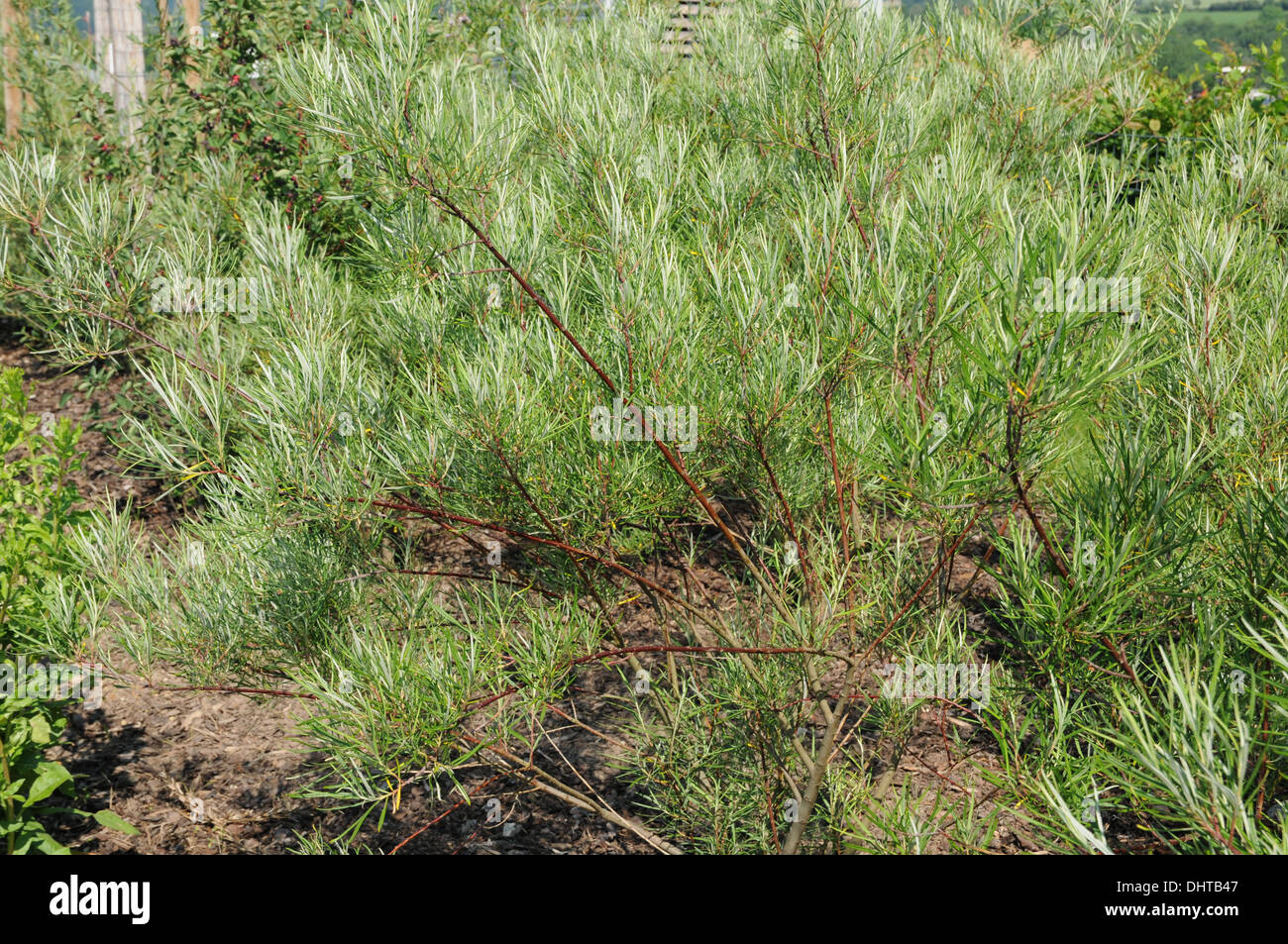 Creeping willow hires stock photography and images Alamy