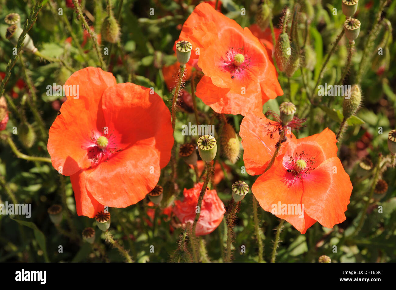 Nature poppies poppy hi-res stock photography and images - Alamy