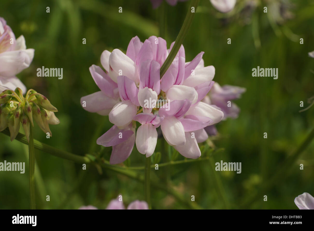 Purple crown vetch Stock Photo - Alamy