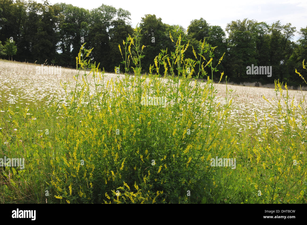 Yellow sweet clover Stock Photo Alamy