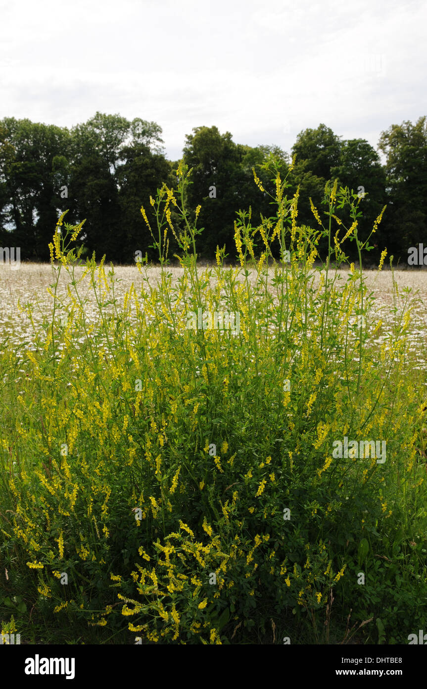 Yellow sweet clover Stock Photo Alamy