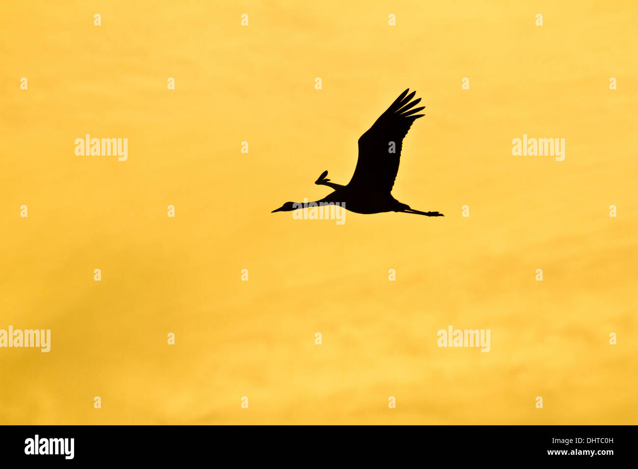 Bird migration of crane at sunset Stock Photo