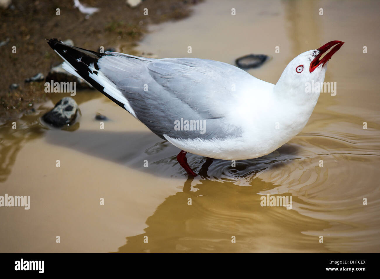 Close-up of a red-billed gull drinking muddy water, Otago, Peninsula, New Zealand Stock Photo