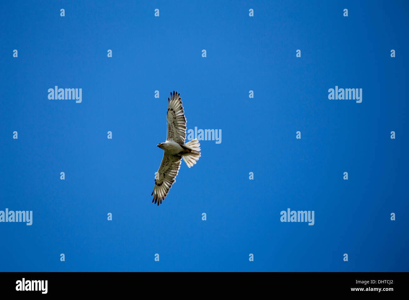 Swainson Hawk in Flight against blue sky Canada Stock Photo - Alamy