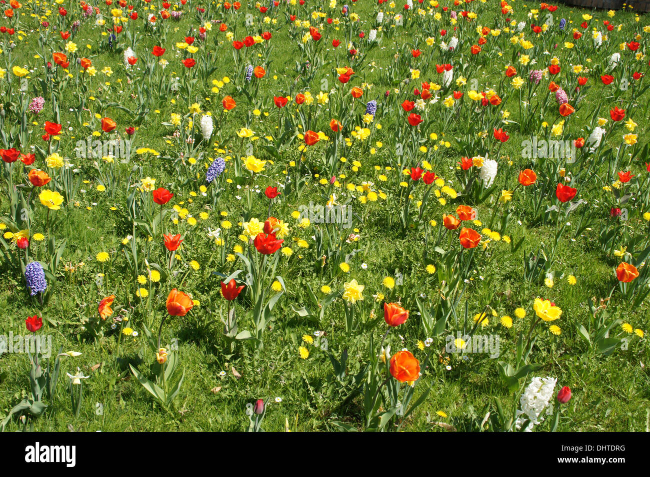 Lawn with Bulb-Flowers Stock Photo