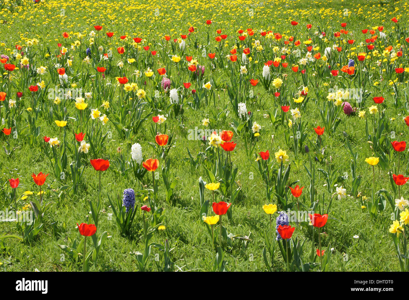 Lawn with Bulb-flowers Stock Photo