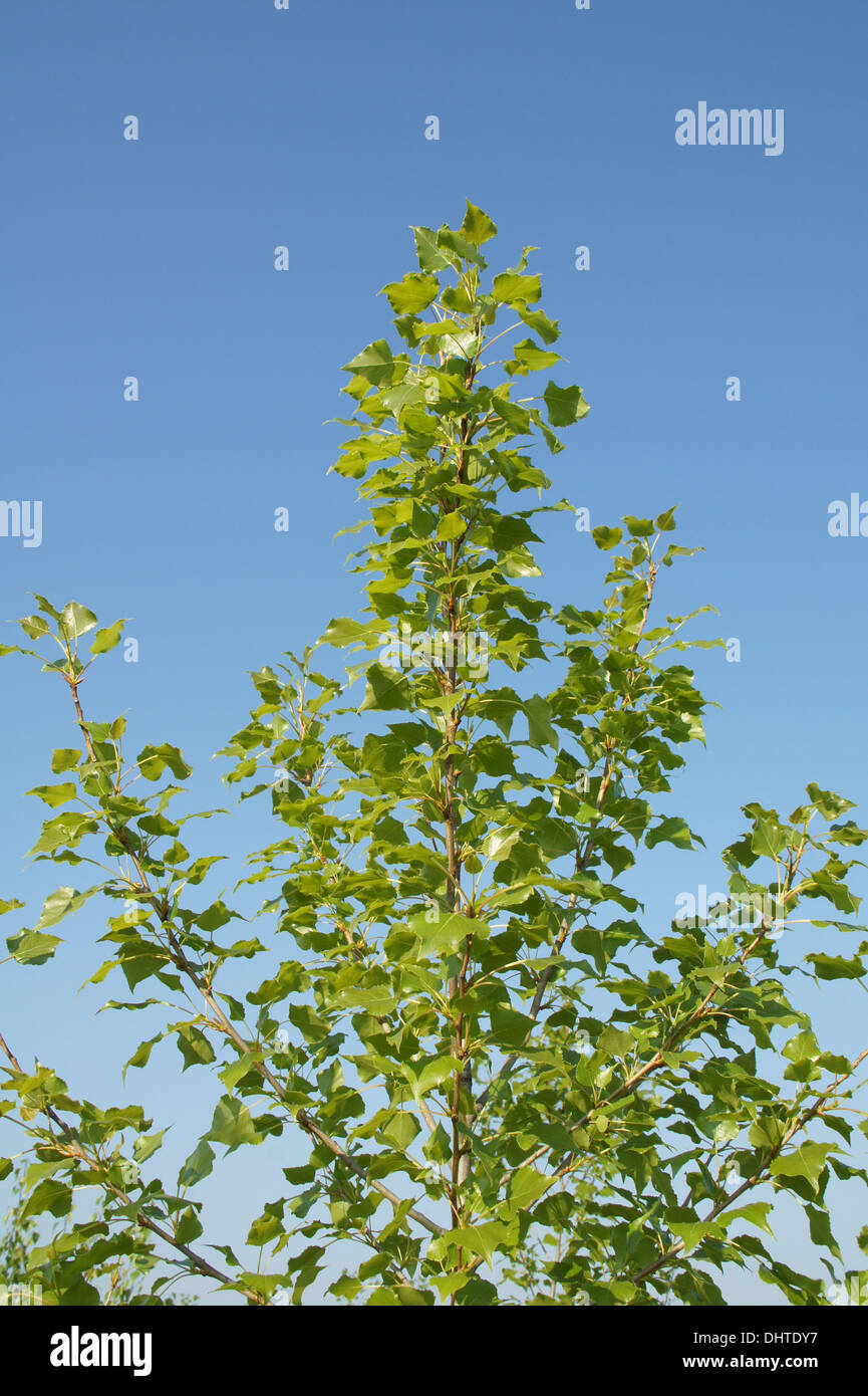 Black poplar hires stock photography and images Alamy